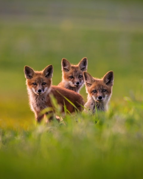 Fox-Kits-5.16.23-5290