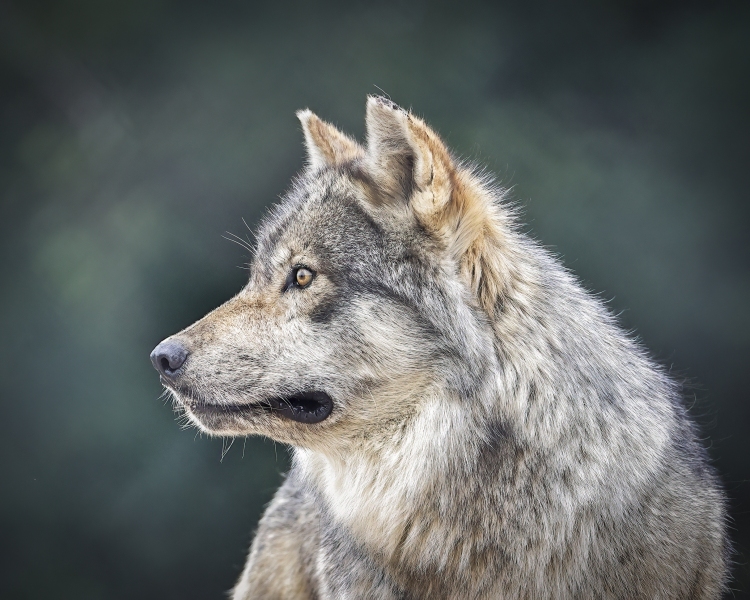 Gray-Wolf-7.8.22-0752