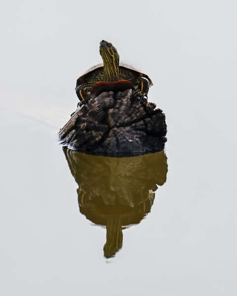 Painted-turtle-5.4.22-0521