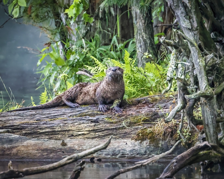 River-Otter-6.25.22-7956