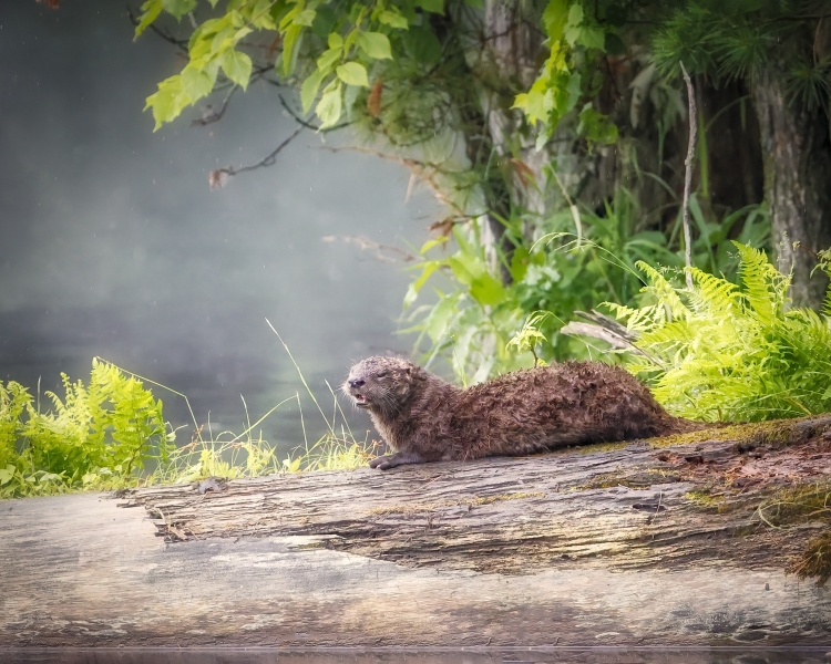 River-Otter-6.25.22-7985-Mysty