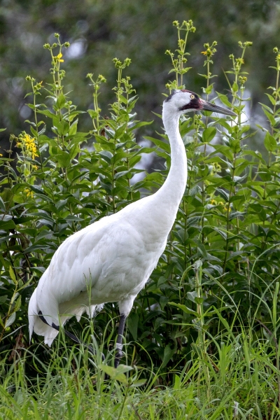 Whooping-Crane-7.28.24-0197