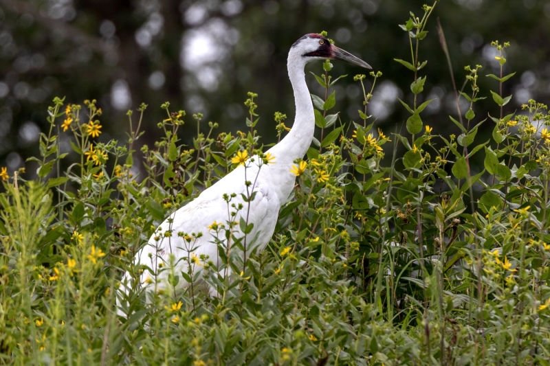 Whooping-Crane-7.28.24-0217