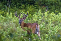 Beast-Buck-7.24.21-4739-1