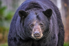 Black-Bear-5.12.23-4186