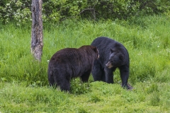 Black-Bear-5.29.21.4