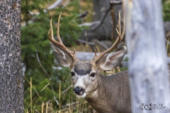 Buck Buck