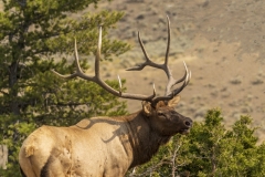 Bull-Elk-9.22.20 Bull-Elk-9.22.20