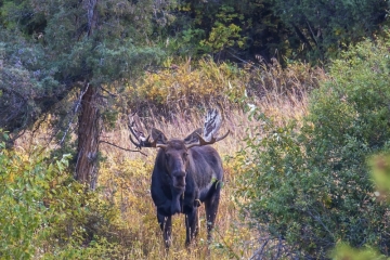 Bull-Moose-9.21.20