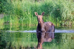 Cow-Moose-7.22.23-3673 Cow-Moose-7.22.23-3673
