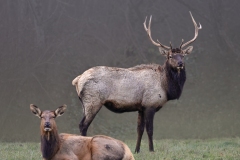 Elk-Snoqualmie-12.1.23-8554 Elk-Snoqualmie-12.1.23-8554
