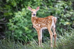 Fawn-6.10.22-3079