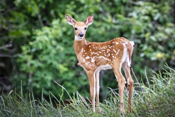 Fawn-6.10.22-3079