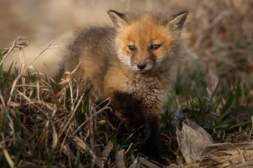 Fox-Kit-4.16.25-2650