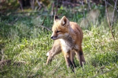 Fox-Kit-5.10.22-1520