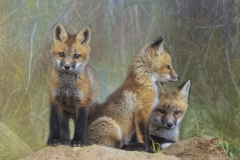 Fox-Kits-4.30.21.13
