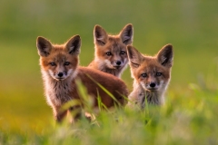 Fox-Kits-5.16.23-5290