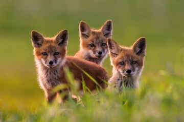 Fox-Kits-5.16.23-5290