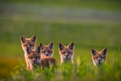 Fox-Kits-Family-5.16.23-5278