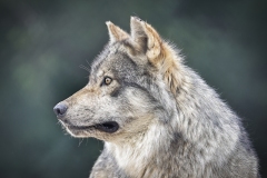 Gray-Wolf-7.8.22-0752