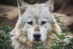 Gray-Wolf-7.8.22-0806