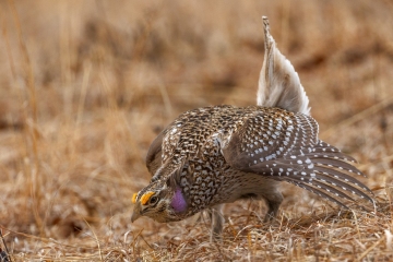 Grouse-4.13.25-1740