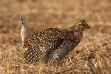 Grouse-4.13.25-1932