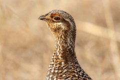 Grouse-4.13.25-1982