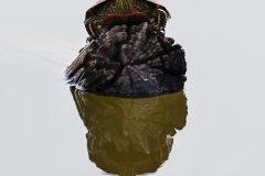 Painted-turtle-5.4.22-0521