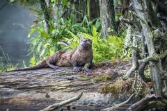 River-Otter-6.25.22-7956 River-Otter-6.25.22-7956
