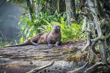 River-Otter-6.25.22-7956