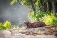 River-Otter-6.25.22-7985-Mysty River-Otter-6.25.22-7985-Mysty