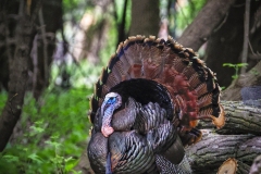 Turkey