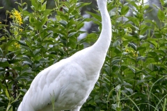 Whooping-Crane-7.28.24-0197
