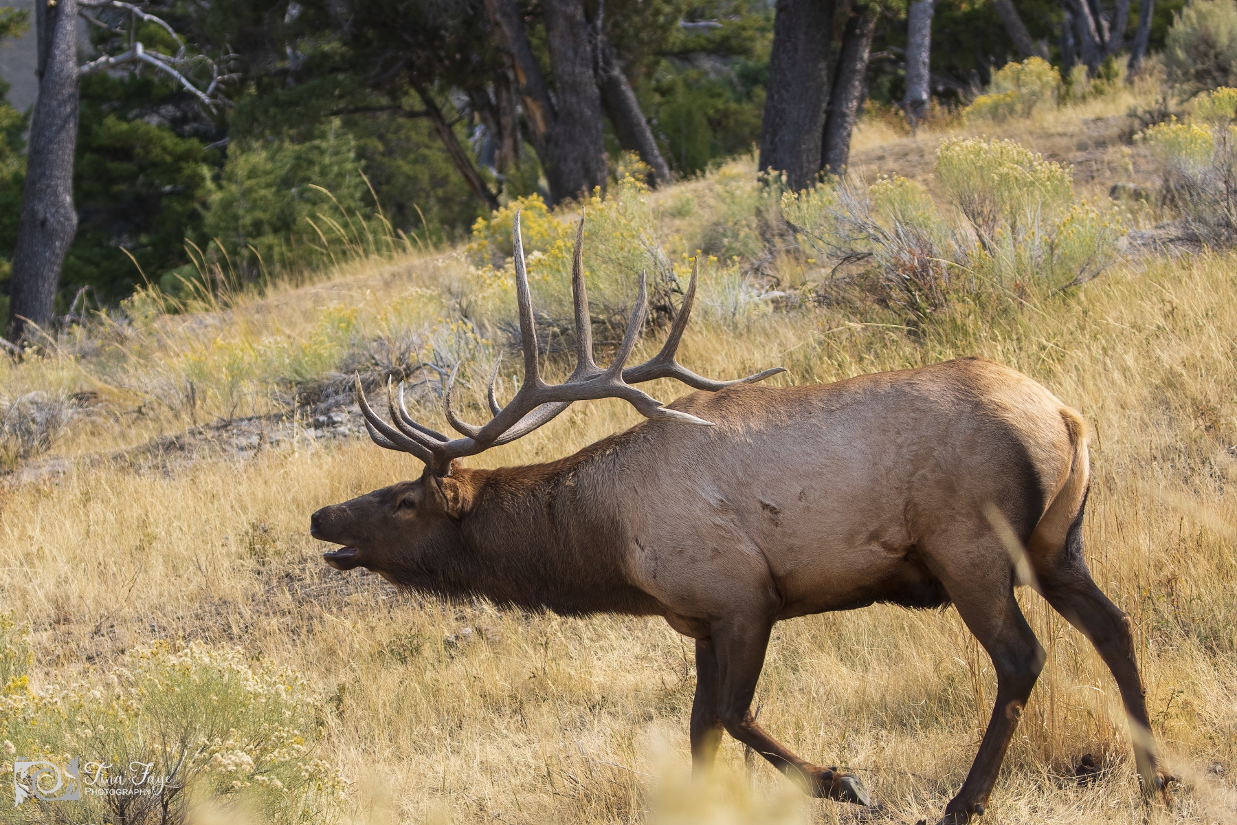 Bull-Elk-9.22.20.2