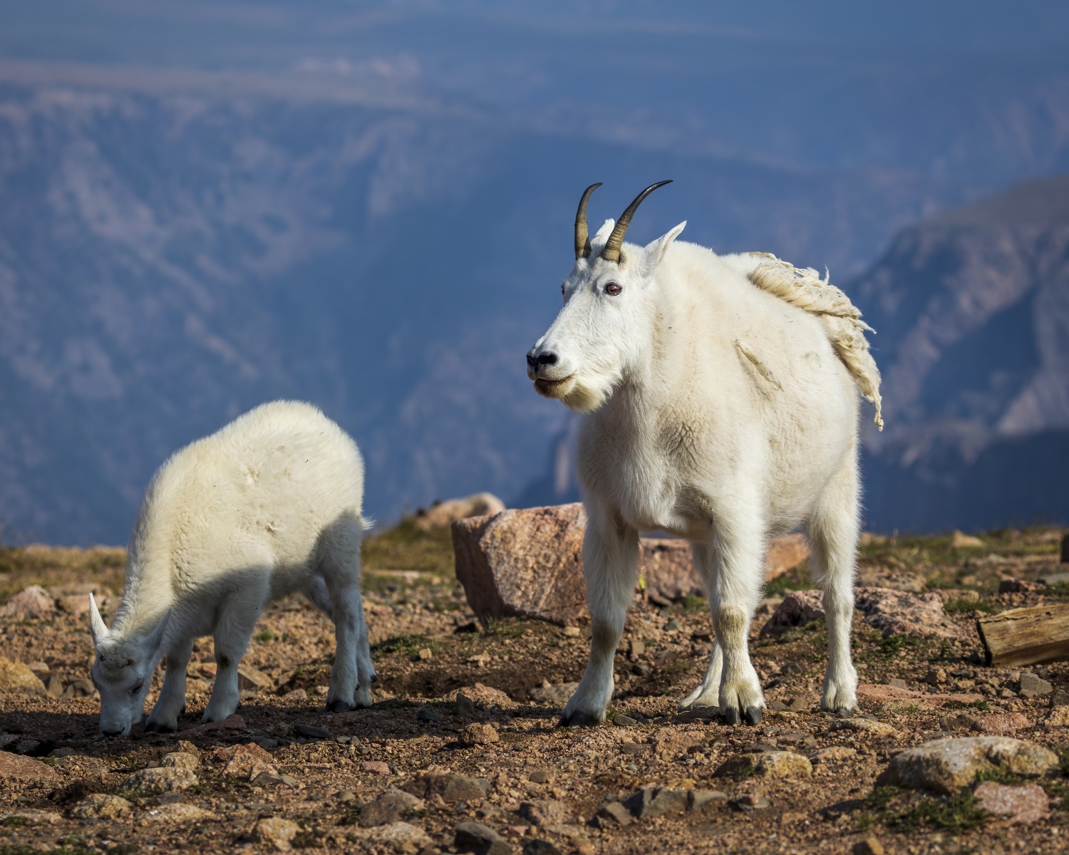 Mountain-Goats-8.23.21-6547