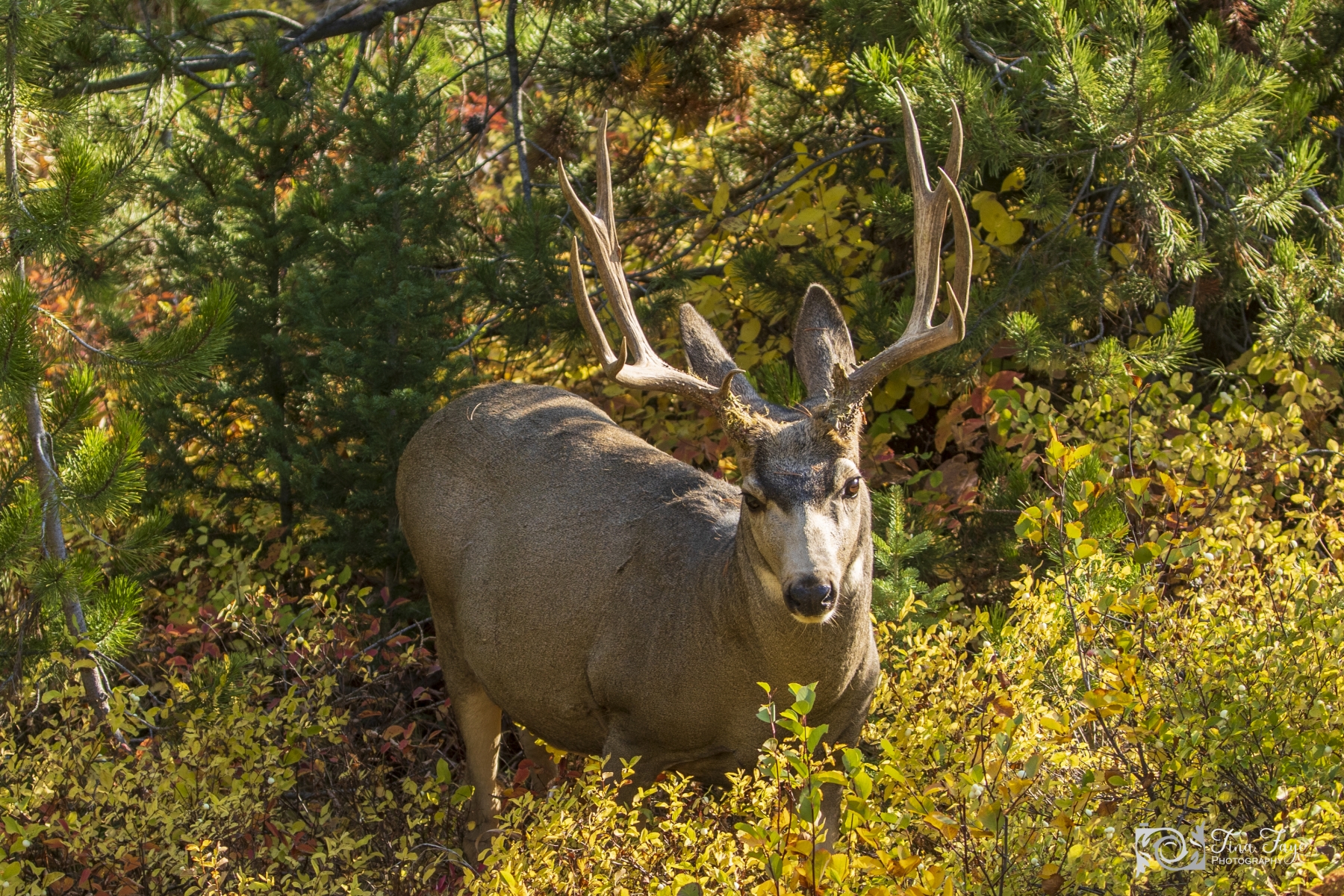 Oh-Shit-Mule-Deer-Teton-9.22.20.2