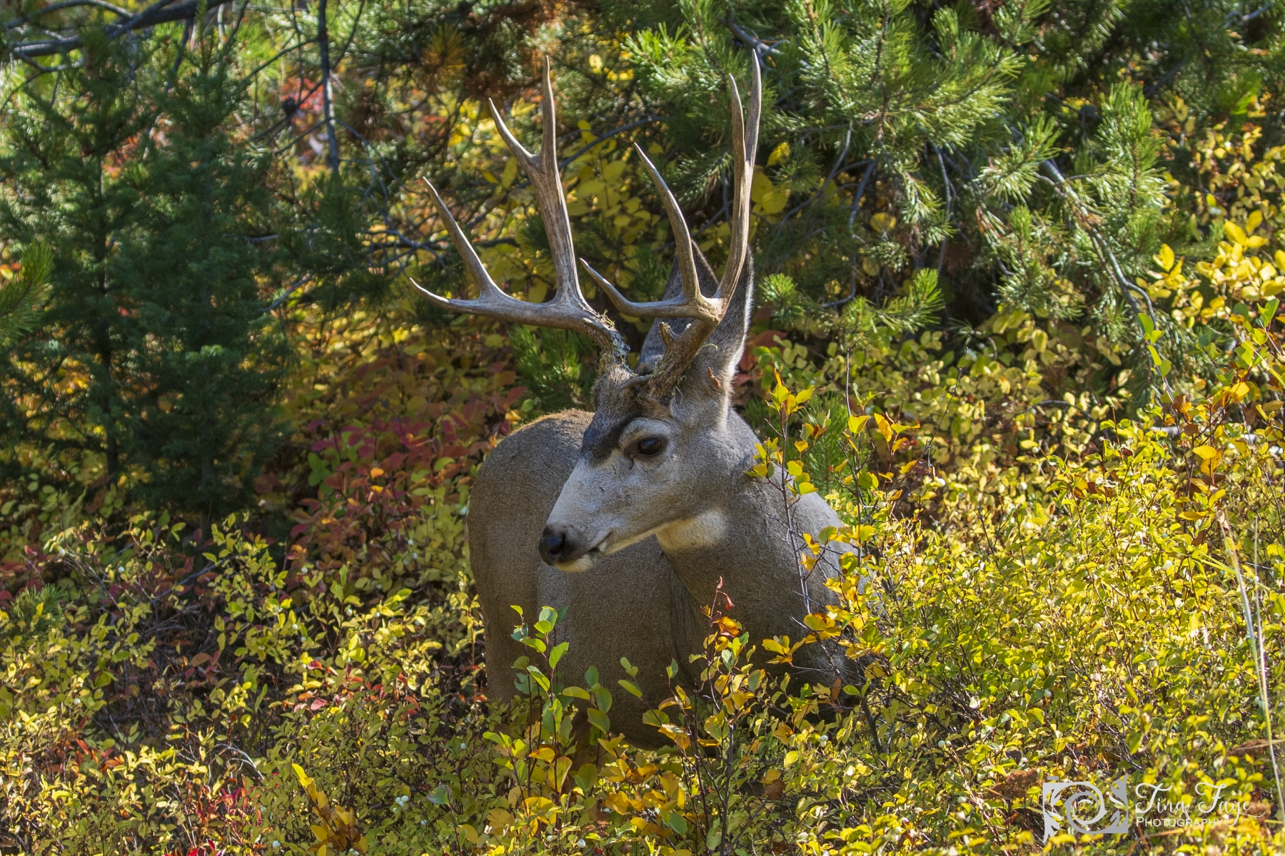 Oh-Shit-Mule-Deer-Teton-9.22.20