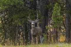 1_Buck-4