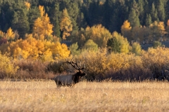 1_Bull-Elk-9.27.24-5305