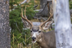 Buck-2