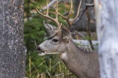 Buck-3