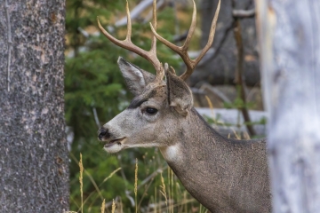 Buck-3