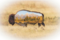 Buffalo-Blended-2-gigapixel-scale-2_00x