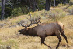 Bull-Elk-9.22.20.2