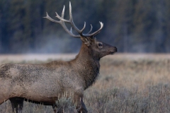 Bull-Elk-9.23.24-4593