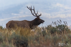 Bull-Elk-9.25.20