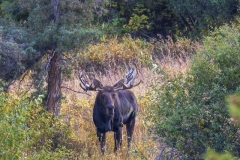 Bull-Moose-9.21.20