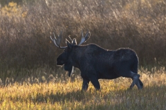 Bull-Moose-9.26.24-5134