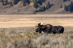 Bull-Moose-9.26.24-5167